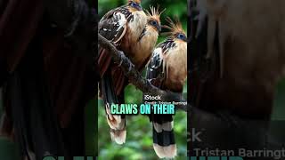 Hoatzin The Most Unique Bird in the Amazon 🌿🦜quot birds shotrs [upl. by Sheilah]