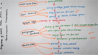 Easy Flowchart Of Neuromuscular TransmissionPhysiology [upl. by Edgard]