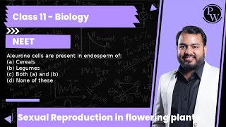 Aleurone cells are present in endosperm of a Cereals b Legumes c Both a and b d None [upl. by Fayina]