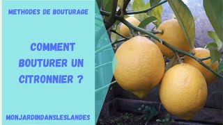 Comment bouturer un citronnier   Monjardindansleslandes [upl. by Alded]