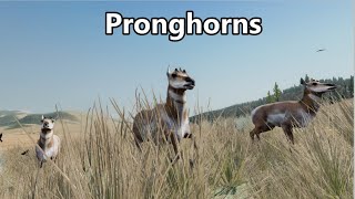 WolfQuest 3 AE  Pronghorn hunting  Scorpion IS BACK [upl. by Dowski341]