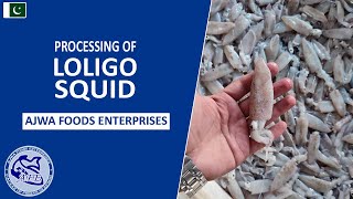 Processing of Loligo Squid Raw Material 鱿鱼  ปลาหมึกโลลิโก  Ajwa Foods Enterprises Pakistan [upl. by Esital]