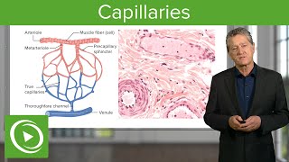 Capillaries Overview amp Definition – Histology  Lecturio [upl. by Elraet30]