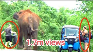 heart stopping watching attack wildelephants adventure wildlife [upl. by Livvie223]