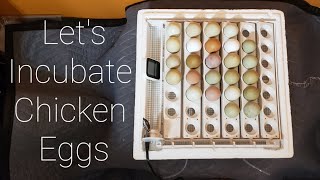 Lets Incubate Chicken Eggs How To Dos and Donts [upl. by Zillah]