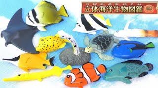 【全部知ってる？】立体海洋生物図鑑Vol1！全12種類をご紹介♪ [upl. by Nathan436]