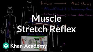 Muscle stretch reflex  Organ Systems  MCAT  Khan Academy [upl. by Kumagai]