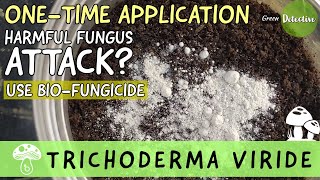 How to Use Trichoderma Viride BioFungicide in Garden  Organic Protection for Plants ENGLISH [upl. by Nosneb841]