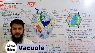 Vacuoles  Vacuoles structure and function  Class 11 [upl. by Kort]