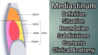 Mediastinum [upl. by Htir]