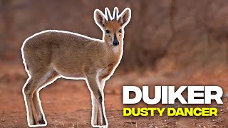 Unlock the Secrets of Duikers Africas Extraordinary MiniAntelopes 🦌🌍 [upl. by Binnie]