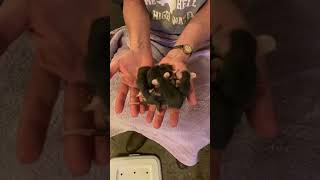 Hungry Baby Possums Calling for their Mama [upl. by Viking]