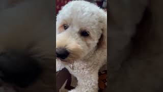 When I get groomed goldendoodle cute puppy pets cutedog funny [upl. by Elodea]