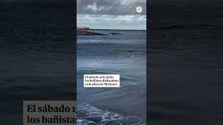 Pánico en una playa de Gran Canaria por la presencia de un tiburón en plena orilla [upl. by Eerhs]