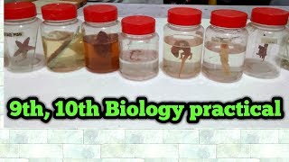 Biology practical class 9th10th complete guide  All slides and specimens [upl. by Ailis698]