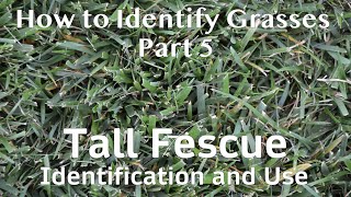 What Kind of Grass is on My Lawn  Tall Fescue Identification and Use [upl. by Seumas]