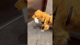 Best delivery man ever goldenretriever cutedog smartdog dogshorts [upl. by Gualtiero295]