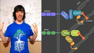 Adherens Junctions Structure and functions [upl. by Ytsirt415]