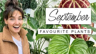 My FAVOURITE House Plants Right Now 🌱 September Best Houseplants 2022 [upl. by Ethyl]