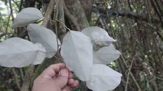 Chondrodendron tomentosum [upl. by Goodrich299]