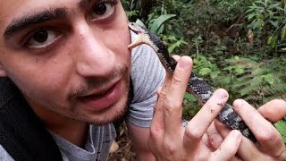 Jararaca Cage Maintenance and Pairing the Whitetail Lanceheads [upl. by Shotton]