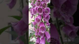 Stunning Pink FoxGlove [upl. by Loats628]