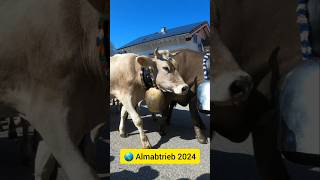 🌎 Almabtrieb in Oberallgäu 2024 shorts reiseodysseus [upl. by Aihsercal190]