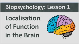 Biopsychology Lesson 1  Localisation of Function in the Brain [upl. by Aham941]