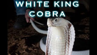 Lilith the blue eyed leucistic KING COBRA [upl. by Ylhsa537]