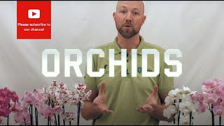 All you need to know about Orchids Phalaenopsis hybrid [upl. by Conyers81]