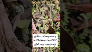 GoodMorning Cladonia CupLichen Lav Flechte Torvijäkälä Lichen Jäkälät Fungi Naturevideo [upl. by Yendahc785]