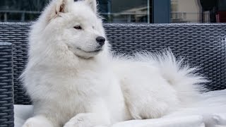 cute samoyed dog howling [upl. by Aivatnohs]