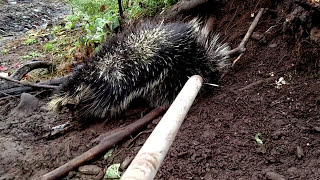 Porcupine Release [upl. by Raven]