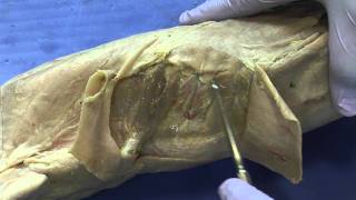 Cat Dissection Muscular System Part 9 [upl. by Thay]