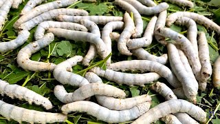 Silkworms life cycle from egg to moth in one minute [upl. by Osnerol]