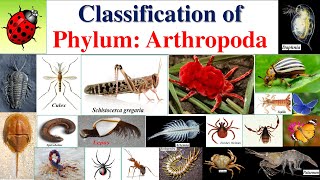 Arthropoda classification  Classification of Arthropoda Classification of Phylum ArthropodaPart 2 [upl. by Ellehcal]