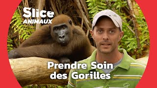 Un Sanctuaire pour les Gorilles Victimes de Braconnage I SLICE ANIMAUX [upl. by Issi]