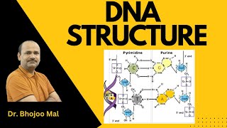 DNA  DNA Structure  by Dr Bhojoo Mal [upl. by Dragone]