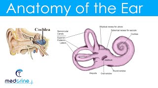 Anatomy and Physiology of the Ear [upl. by Eitirahc]