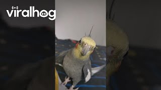 Cockatiel Sings the Addams Family Theme Song  ViralHog [upl. by Nnylecyoj294]