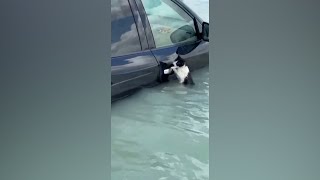 Cat clings to car door to escape flooding in Dubai  VOA News [upl. by Ailehc244]