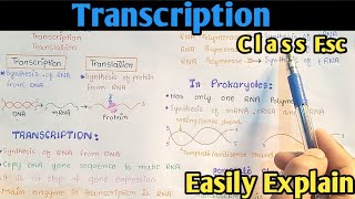 Transcription Process  Gene Expression  From DNA To mRNA  Class 12 Biology [upl. by Mitzi]