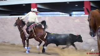 UNA DE NUESTRAS MONTURAS CHARRAS EN ACCIÓN  CHARROS DE JALISCO [upl. by Leahcimnaj]