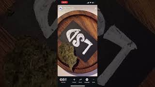 New Strains music cannabiseducation flowers interestingfacts weedchannel pink sommelie [upl. by Ariaes]