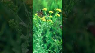 Rigid Goldenrod Solidago rigida in Sunflower Family Asteraceae  Observed in Description [upl. by Ydnirb]