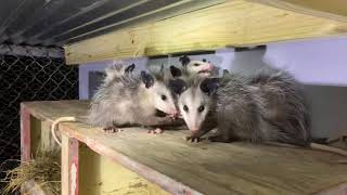 Young possums eat a Copperhead [upl. by Fitts]