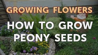 How to Grow Peony Seeds [upl. by Pamela]