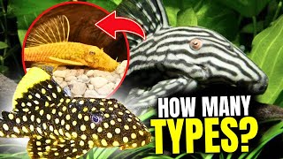 The 15 BEST Types Of Plecos [upl. by Serafine115]