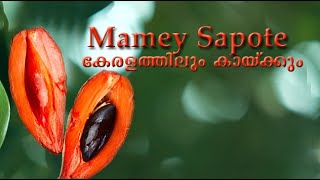 Mamey Sapote Pouteria Sapota Grown in kerala  Veliyath gardens  sreekumar menon9544280007 [upl. by Davon]