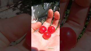 This is not a normal cherry  Surinam Cherry  Addicted To Nature [upl. by Sarena539]